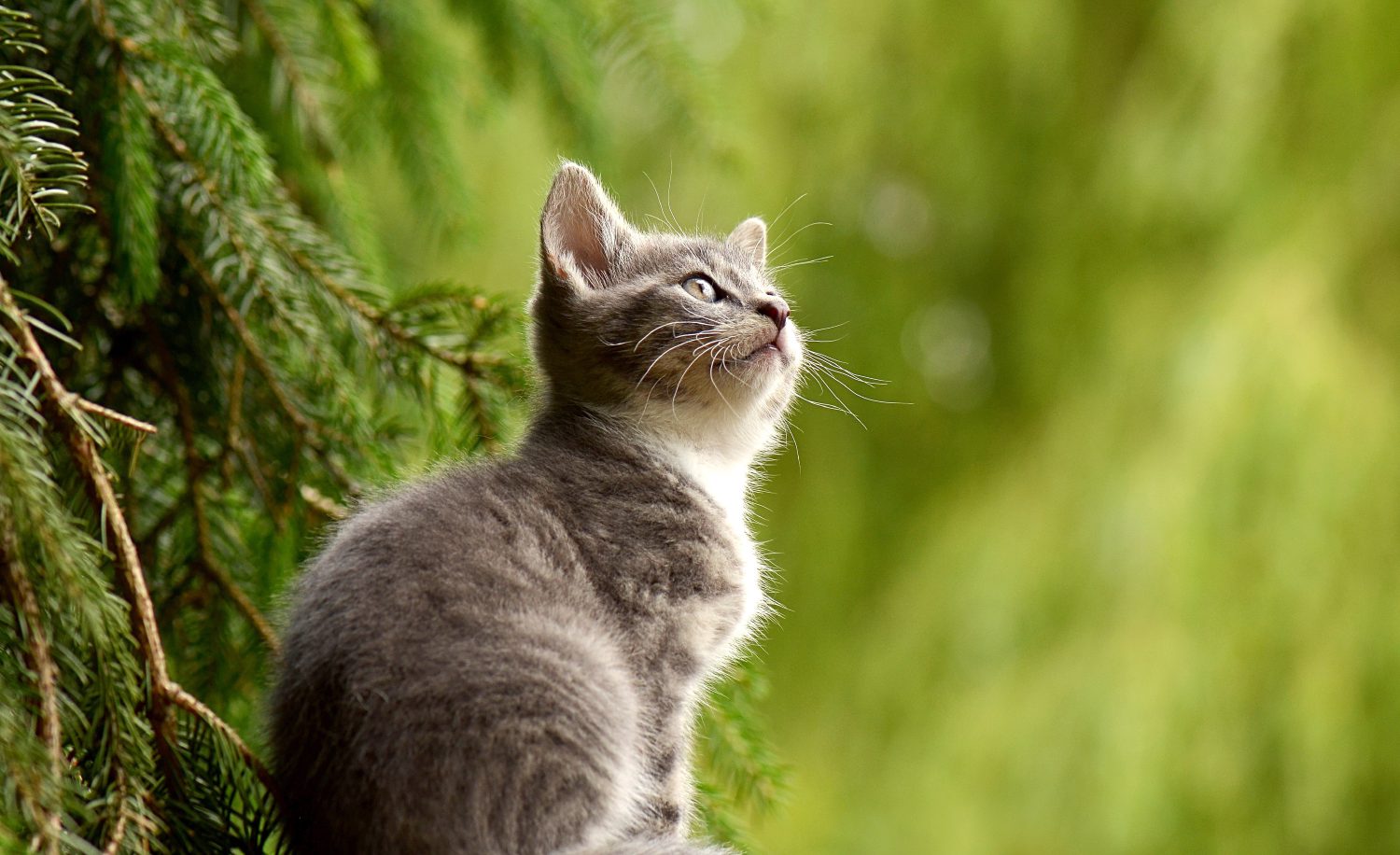 Young cat kitten